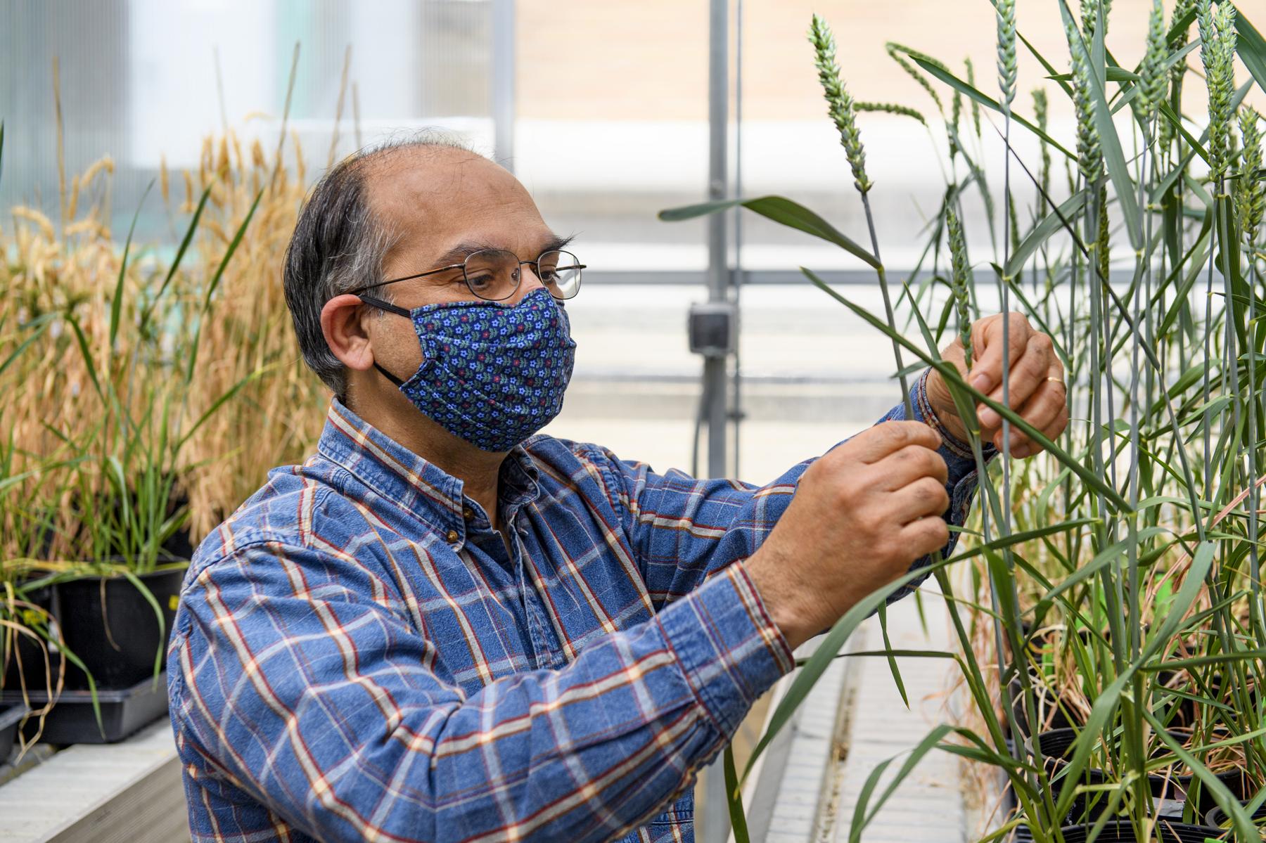 shah wheat